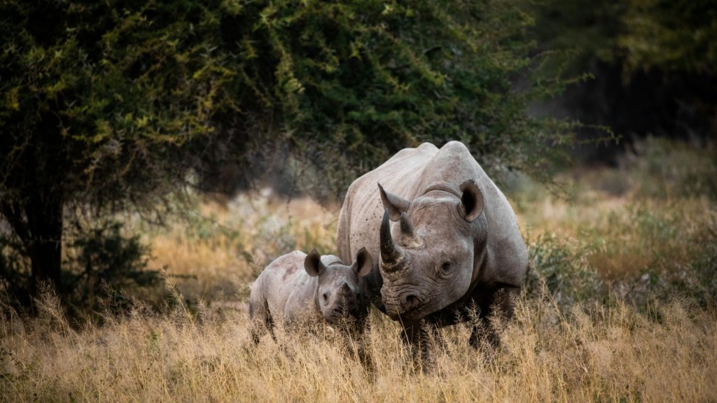 Découvrir les circuits touristiques incontournables en Afrique du Sud